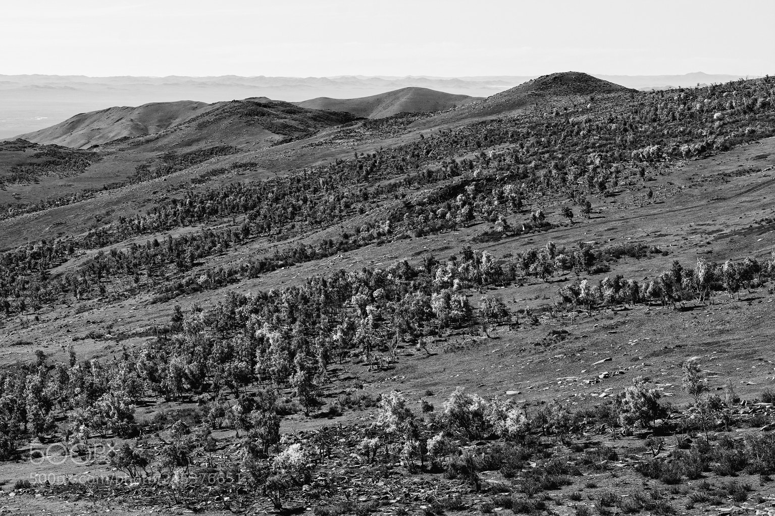 Nikon D7100 sample photo. Black and white forest photography