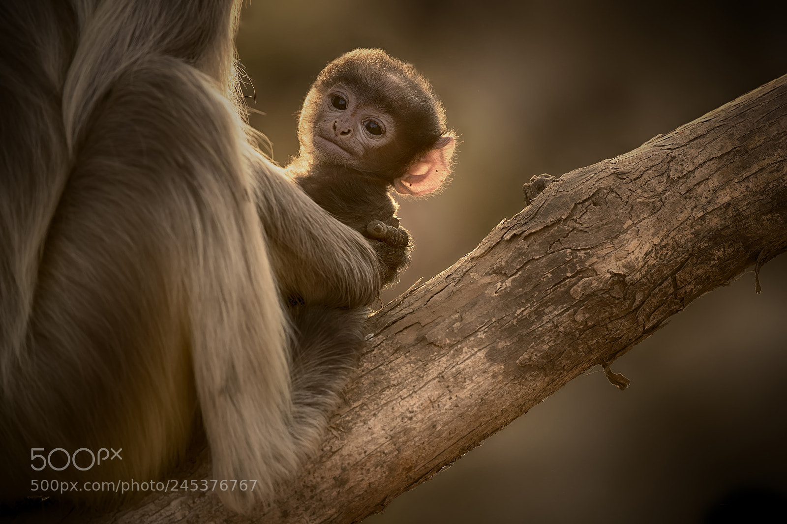 Canon EOS-1D X Mark II sample photo. Mother's love photography