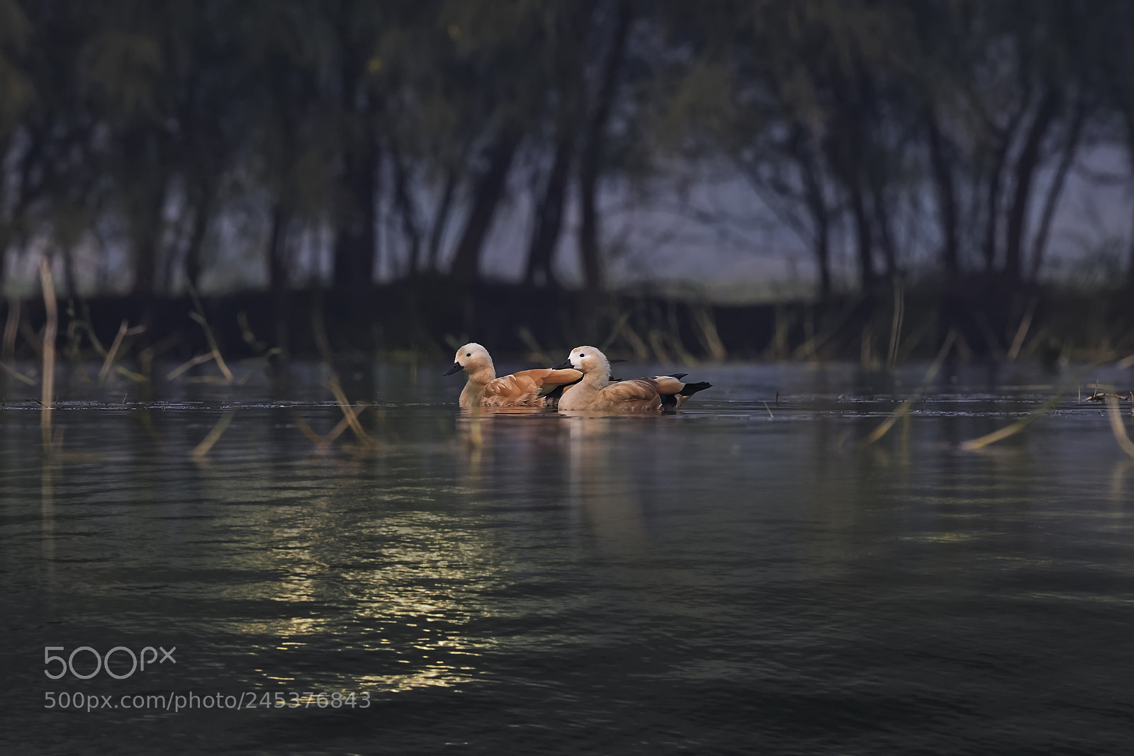 Canon EOS-1D X Mark II sample photo. Love birds photography