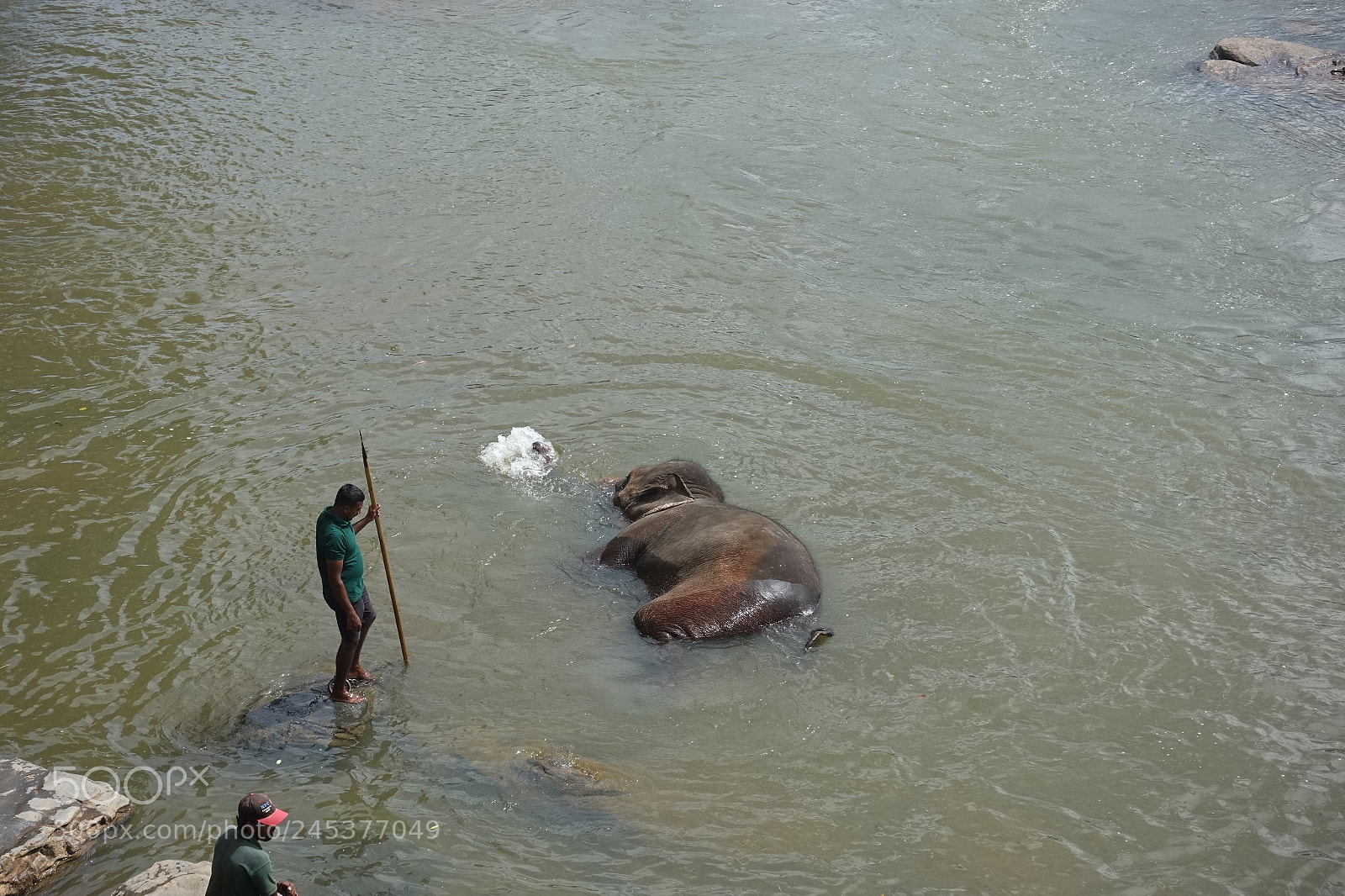 Sony Cyber-shot DSC-RX100 III sample photo. Sri pinnawala elephant orphanage photography
