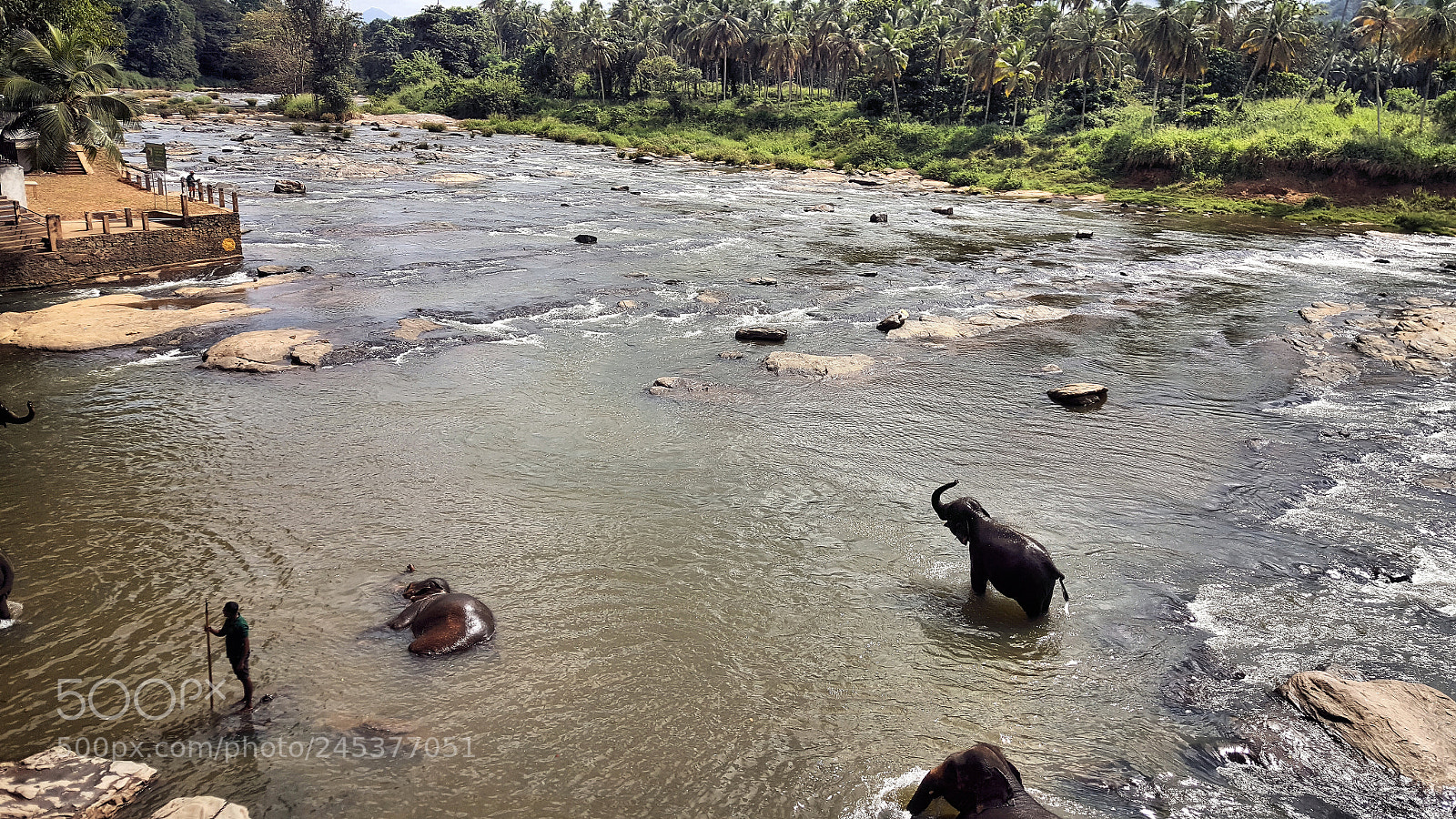 Samsung Galaxy S6 sample photo. Pinnawala elephant orphanage sri photography