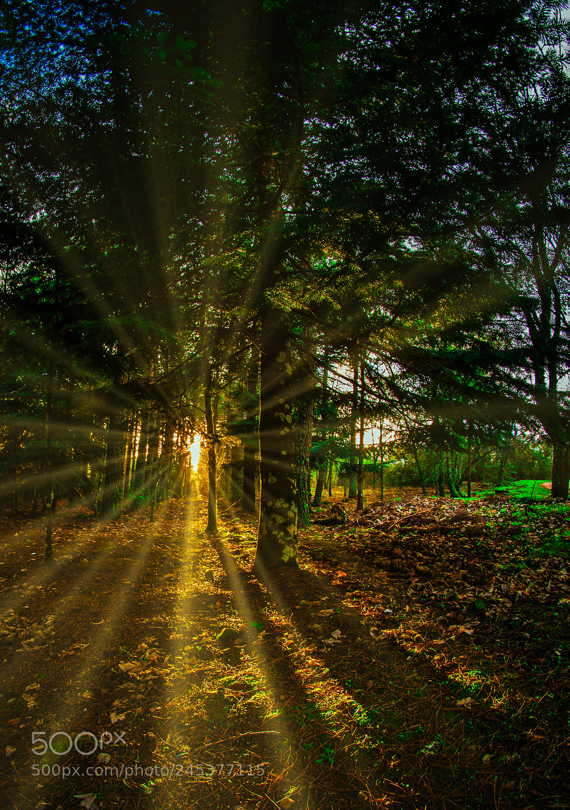 Nikon D5200 sample photo. Nel bosco photography