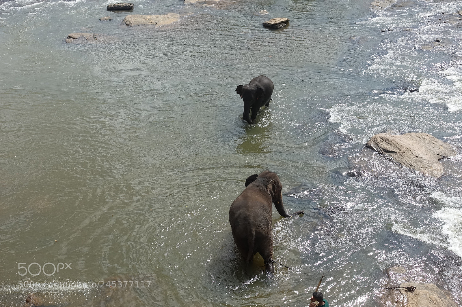 Sony Cyber-shot DSC-RX100 III sample photo. Pinnawala elephant orphanage sri photography