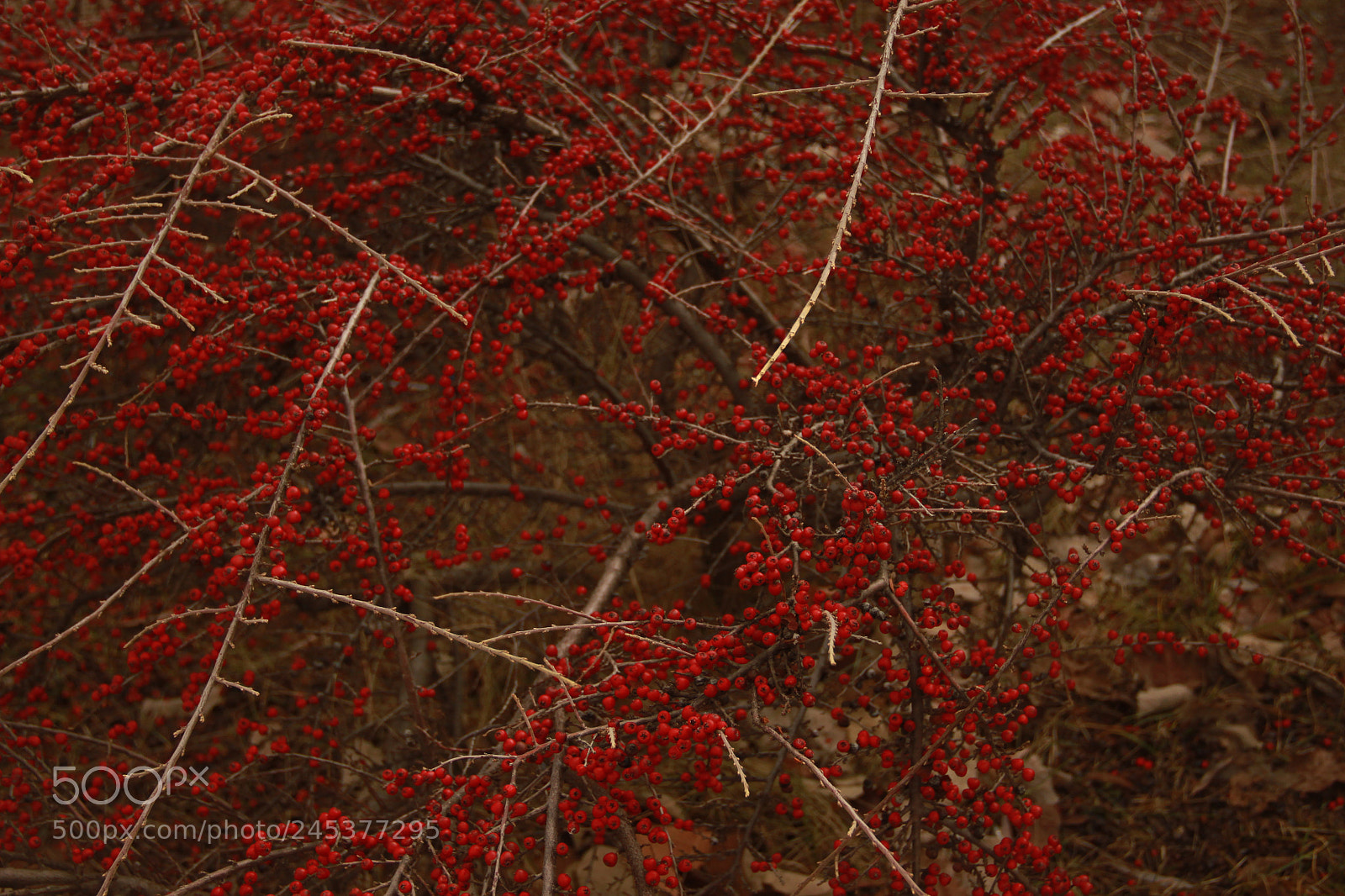 Canon EOS 500D (EOS Rebel T1i / EOS Kiss X3) sample photo. Tree with red fruits photography
