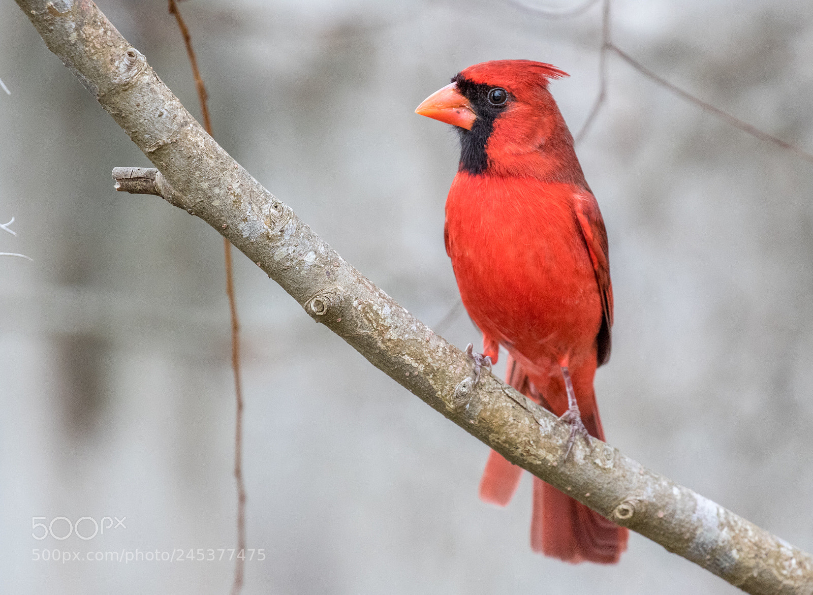 Canon EOS 7D Mark II sample photo. Northern cardinal photography