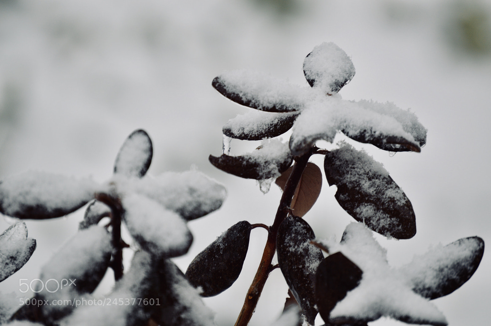 Nikon D3200 sample photo. Standing out photography