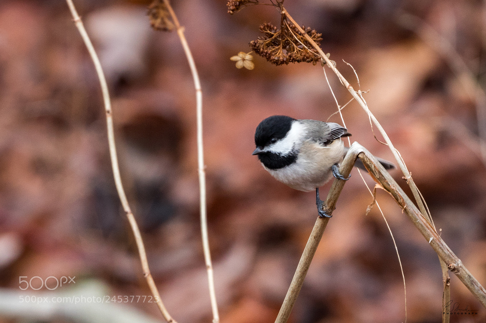 Canon EOS 1300D (EOS Rebel T6 / EOS Kiss X80) sample photo. Black capped chickadee photography