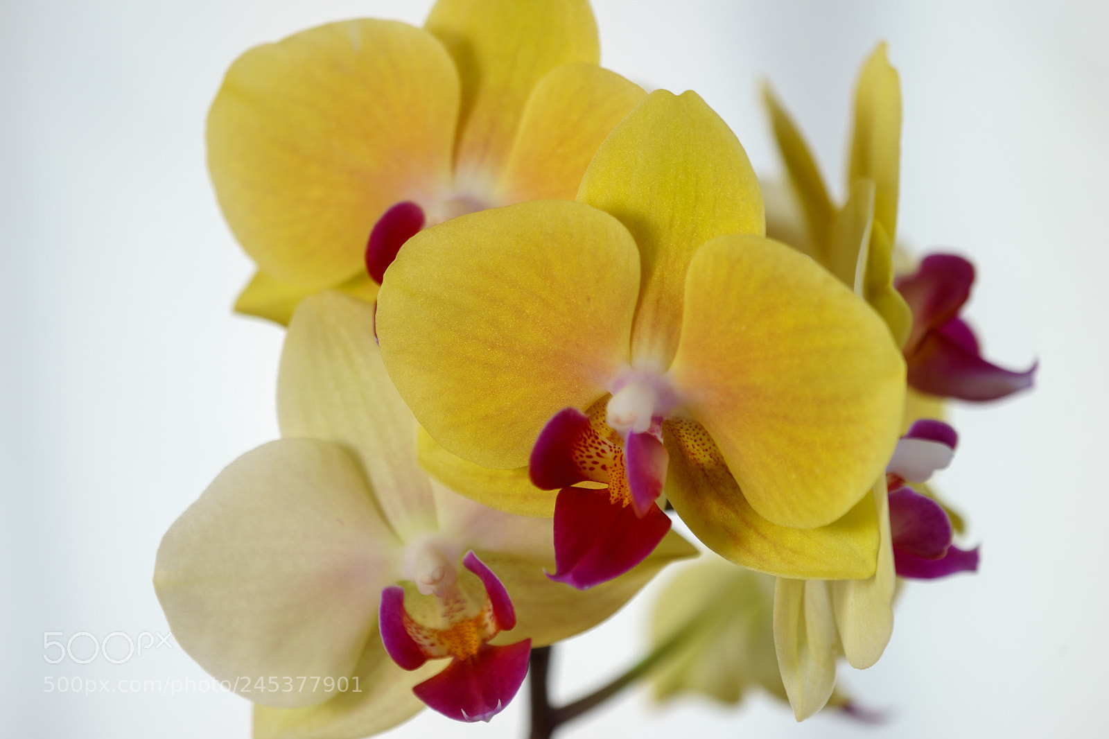 Sony a7 II sample photo. Flower photography