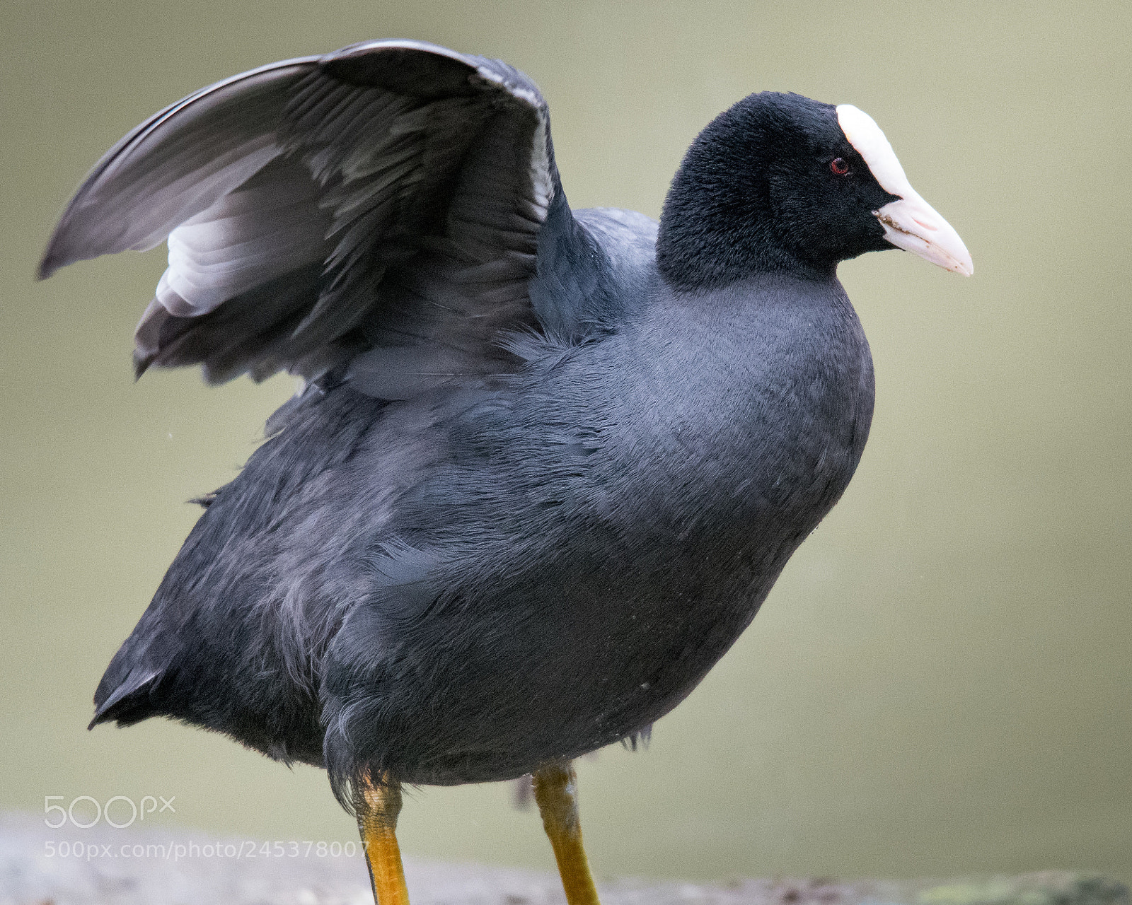 Nikon D500 sample photo. Coot photography