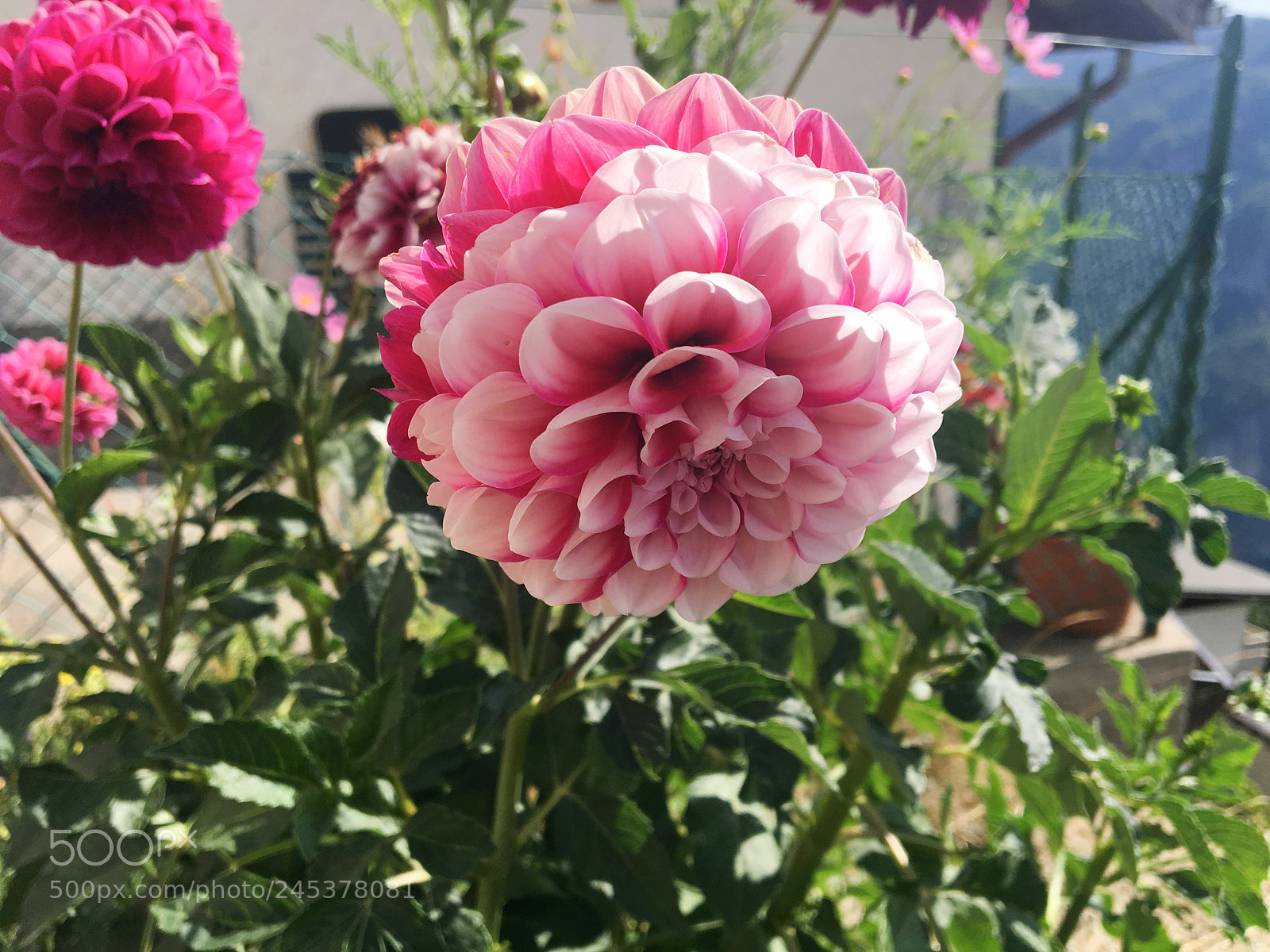 Apple iPhone 6s sample photo. Untitled photography