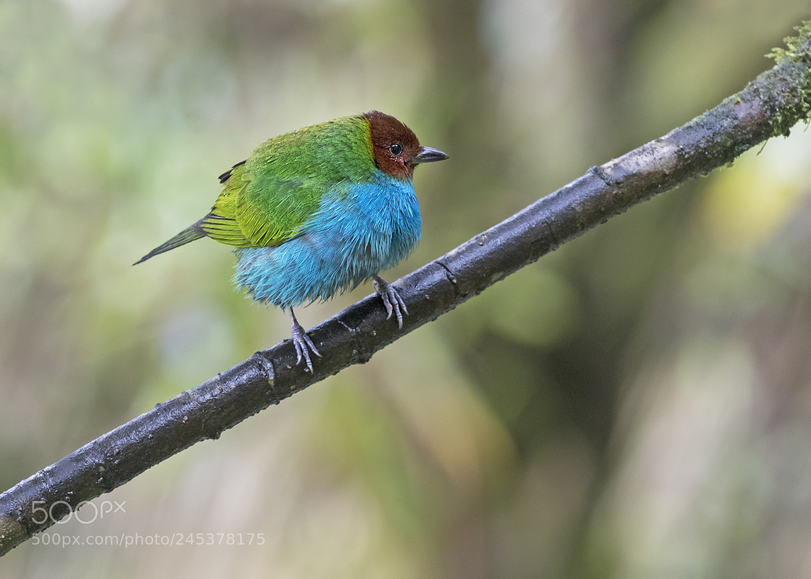 Nikon D500 sample photo. Bay headed tanager male photography