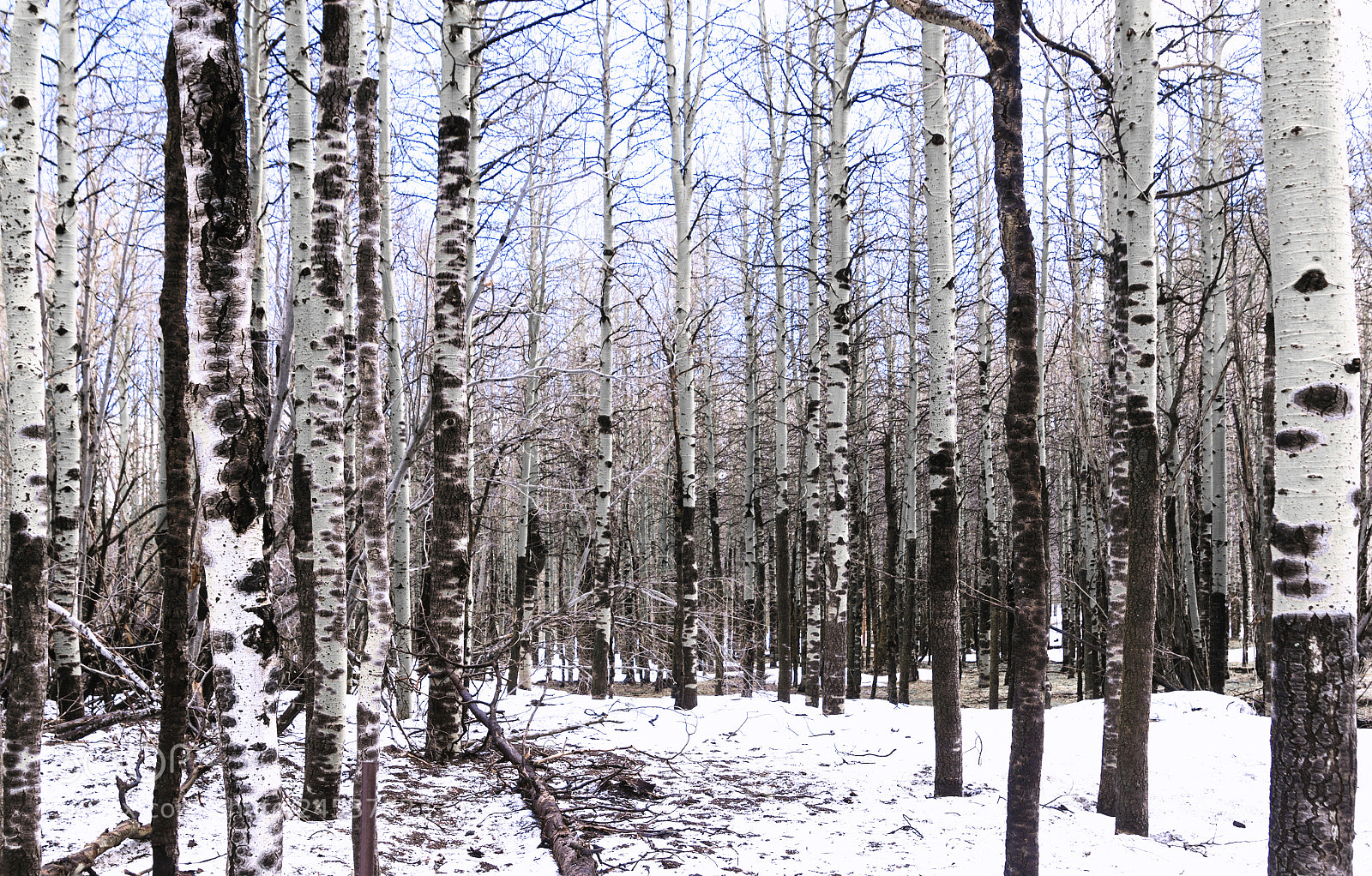 Canon EOS 7D Mark II sample photo. White woods photography
