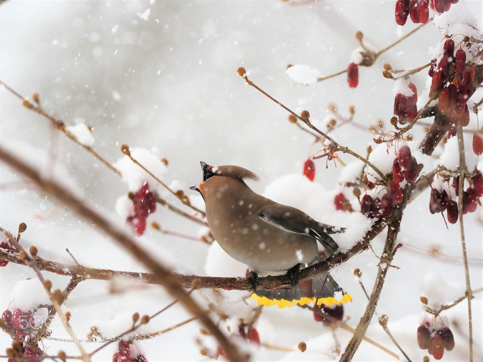 Olympus OM-D E-M1 Mark II sample photo. Bombycilla garrulus photography