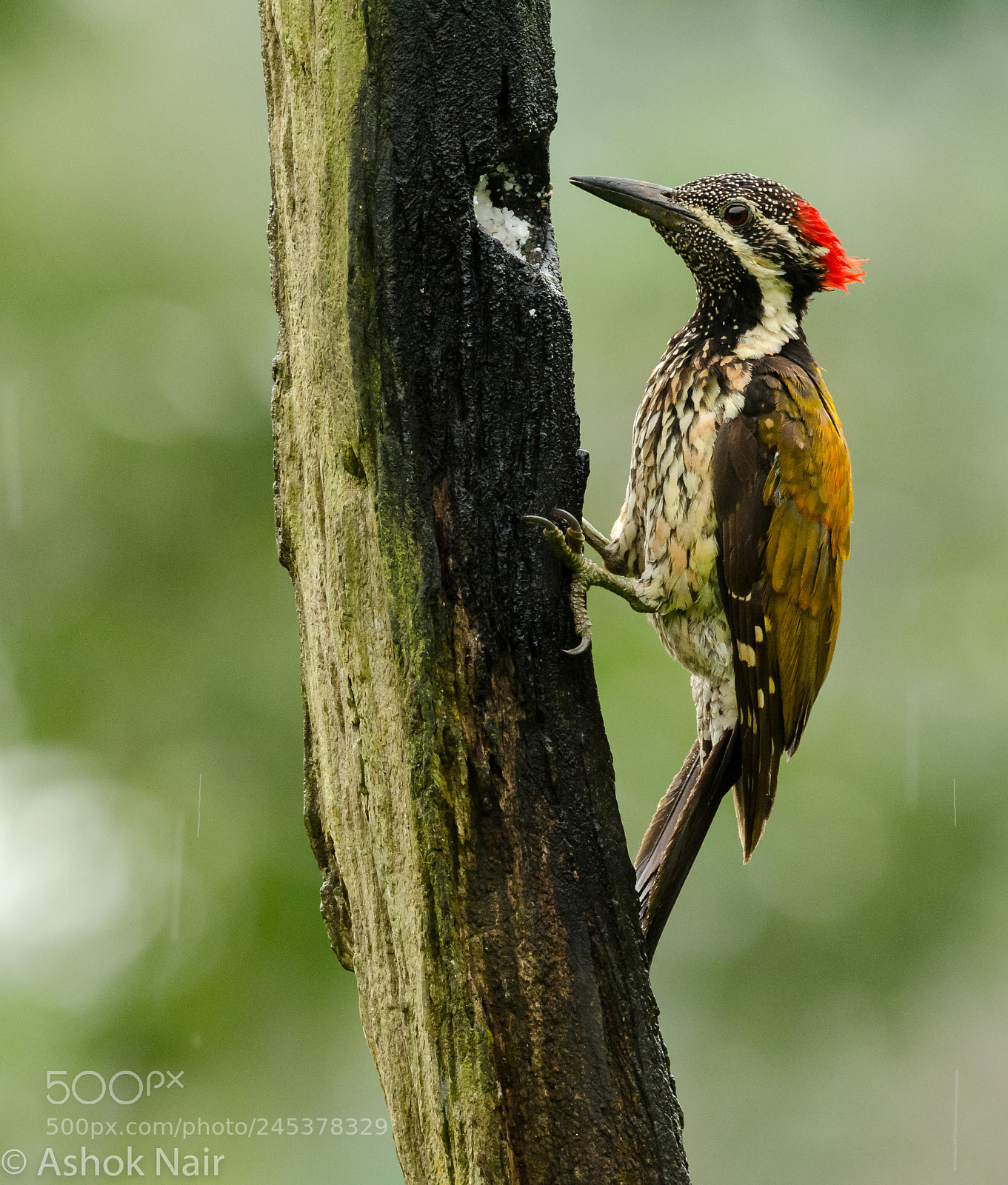 Nikon D5100 sample photo. The greater flameback woodpecker photography