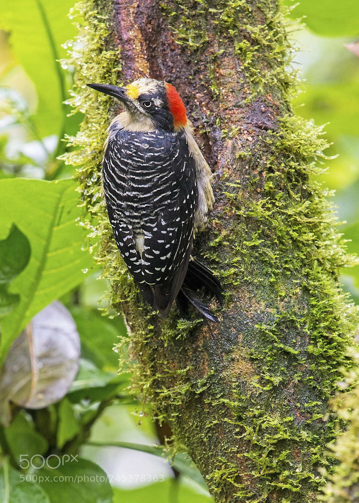 Nikon D500 sample photo. Black cheeked woodpecker male photography
