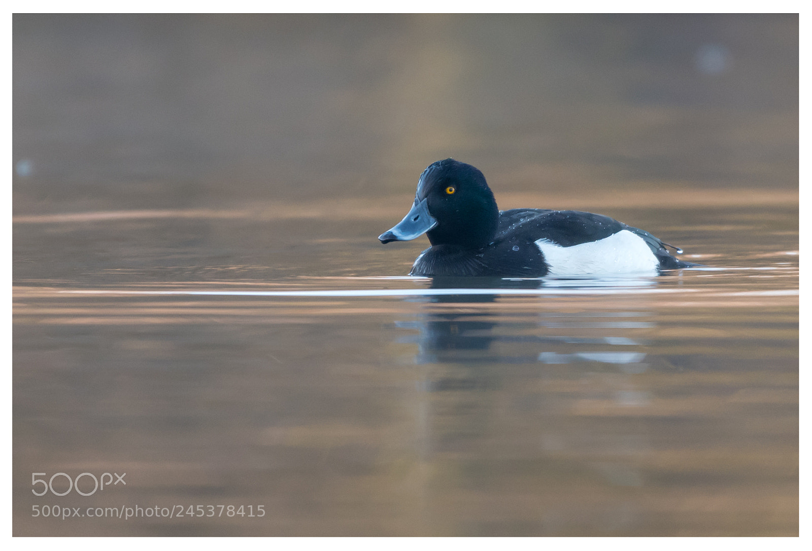 Nikon D500 sample photo. Tufted duck photography