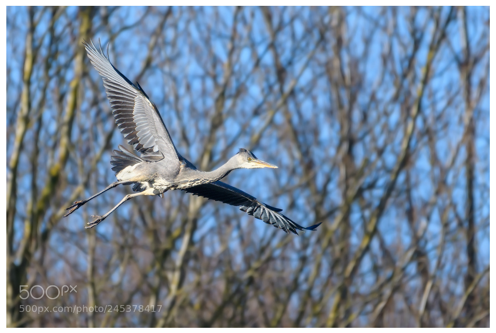 Nikon D500 sample photo. Grey heron photography