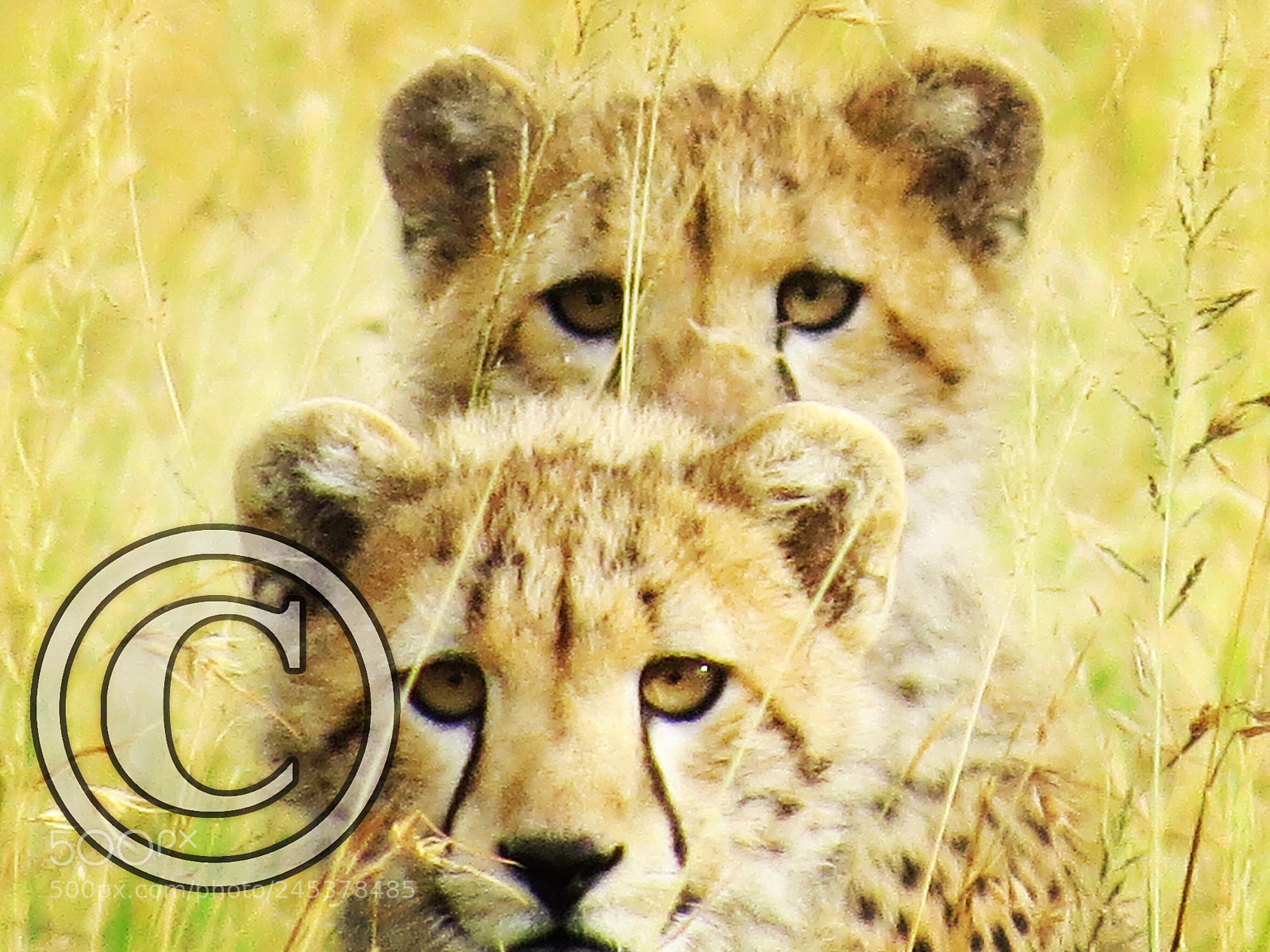 Canon PowerShot SX50 HS sample photo. Cheetah cubs, serengeti, tanzania photography