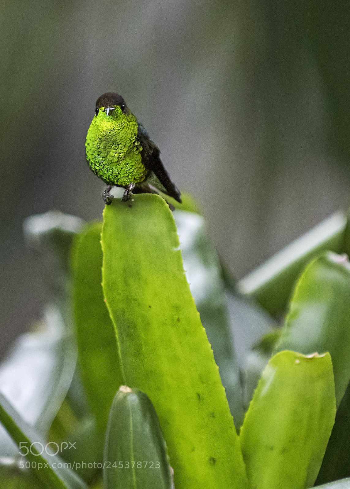 Nikon D500 sample photo. Cooper headed emerald male photography