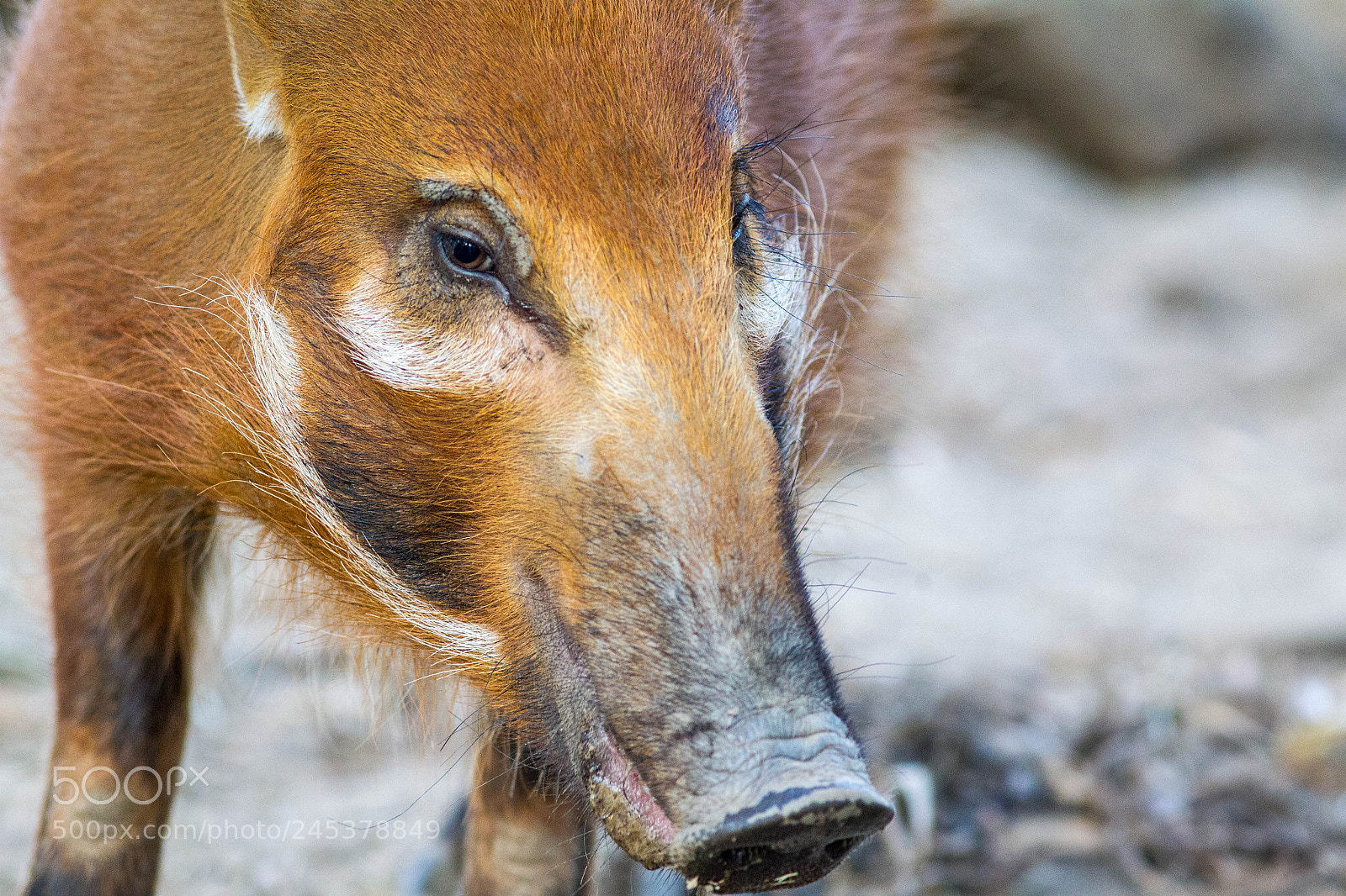 Canon EOS-1D Mark IV sample photo. Red river hog photography