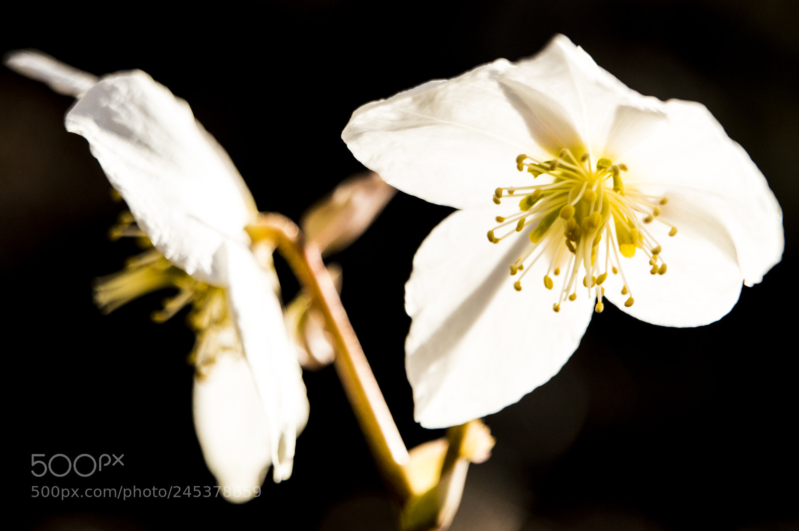 Nikon D3200 sample photo. Snowdrops in the light photography