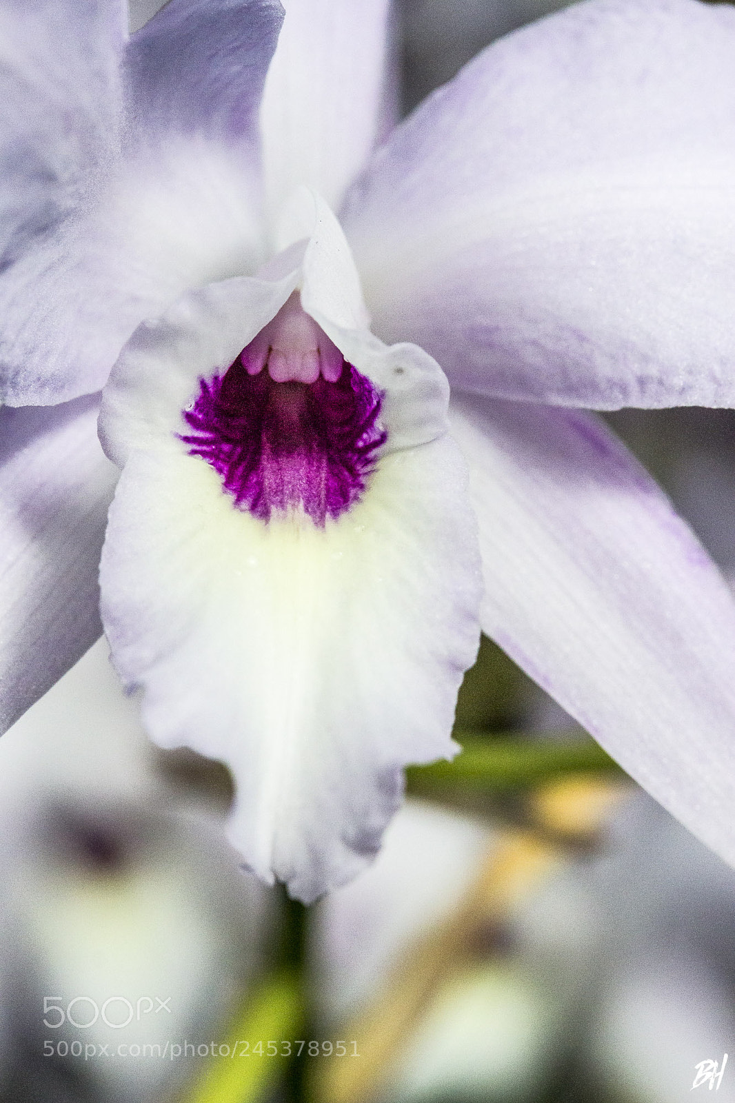 Canon EOS 700D (EOS Rebel T5i / EOS Kiss X7i) sample photo. White and purple orchid photography