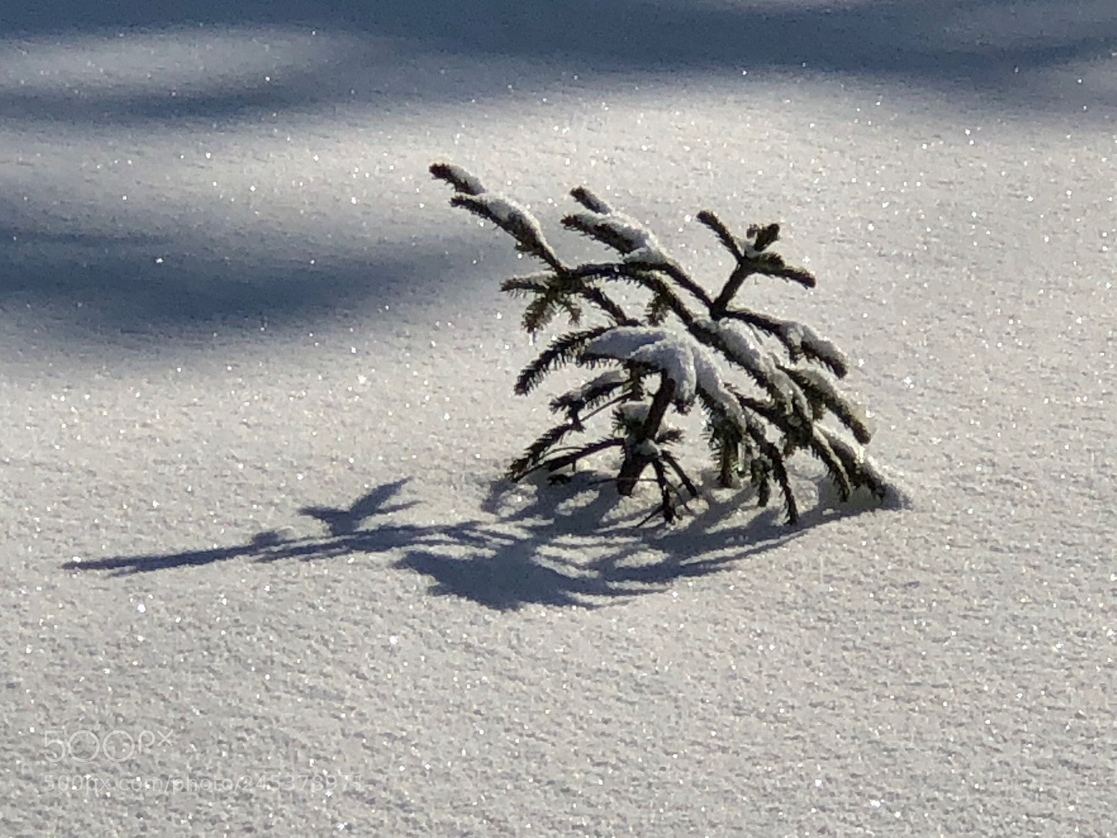 Apple iPhone 8 Plus sample photo. Survival photography