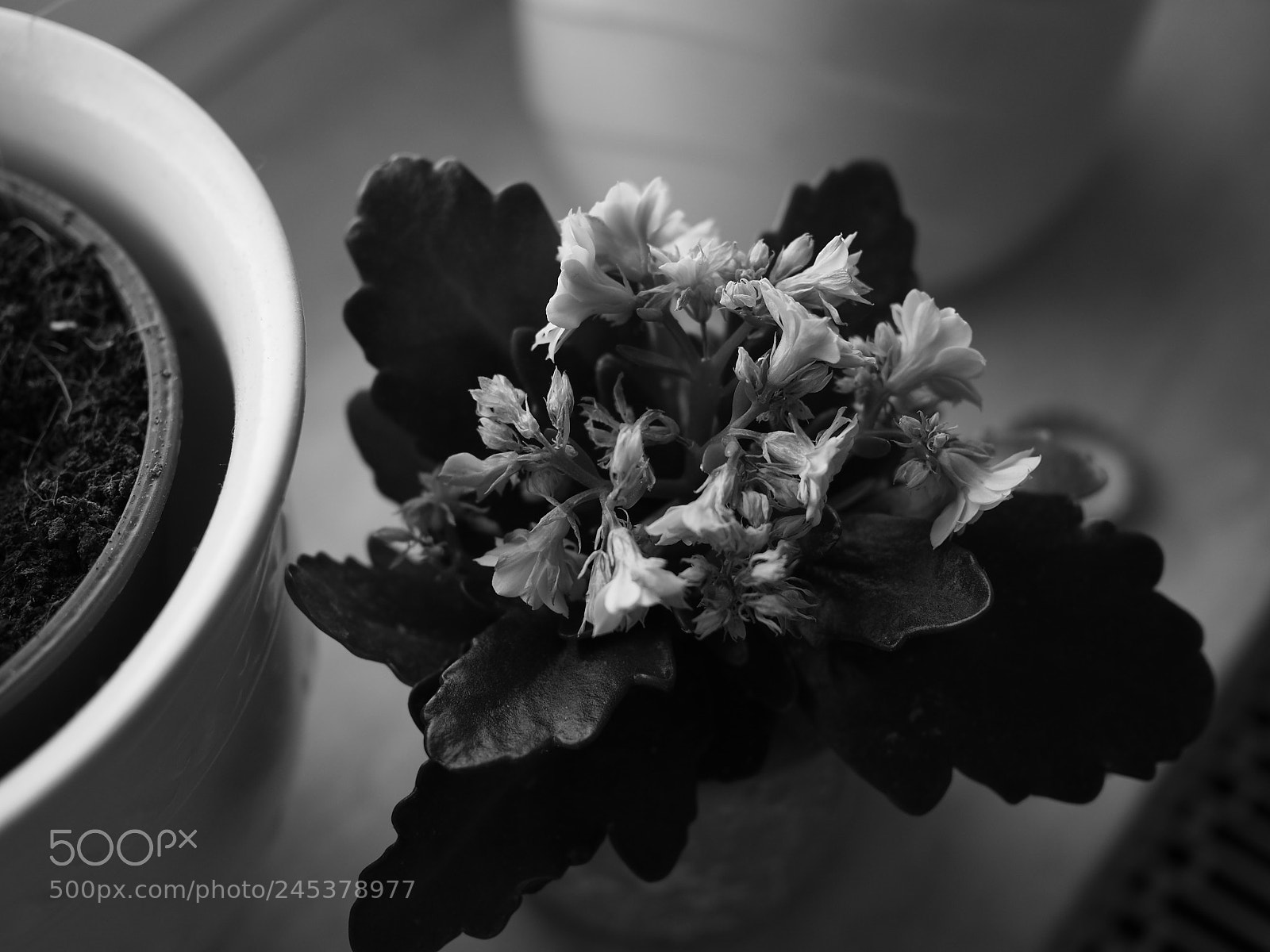Olympus PEN-F sample photo. Untitled photography