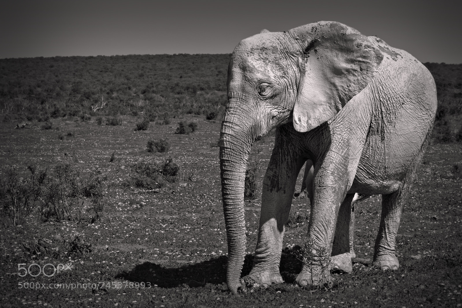 Canon EOS 60D sample photo. Big white elephant photography