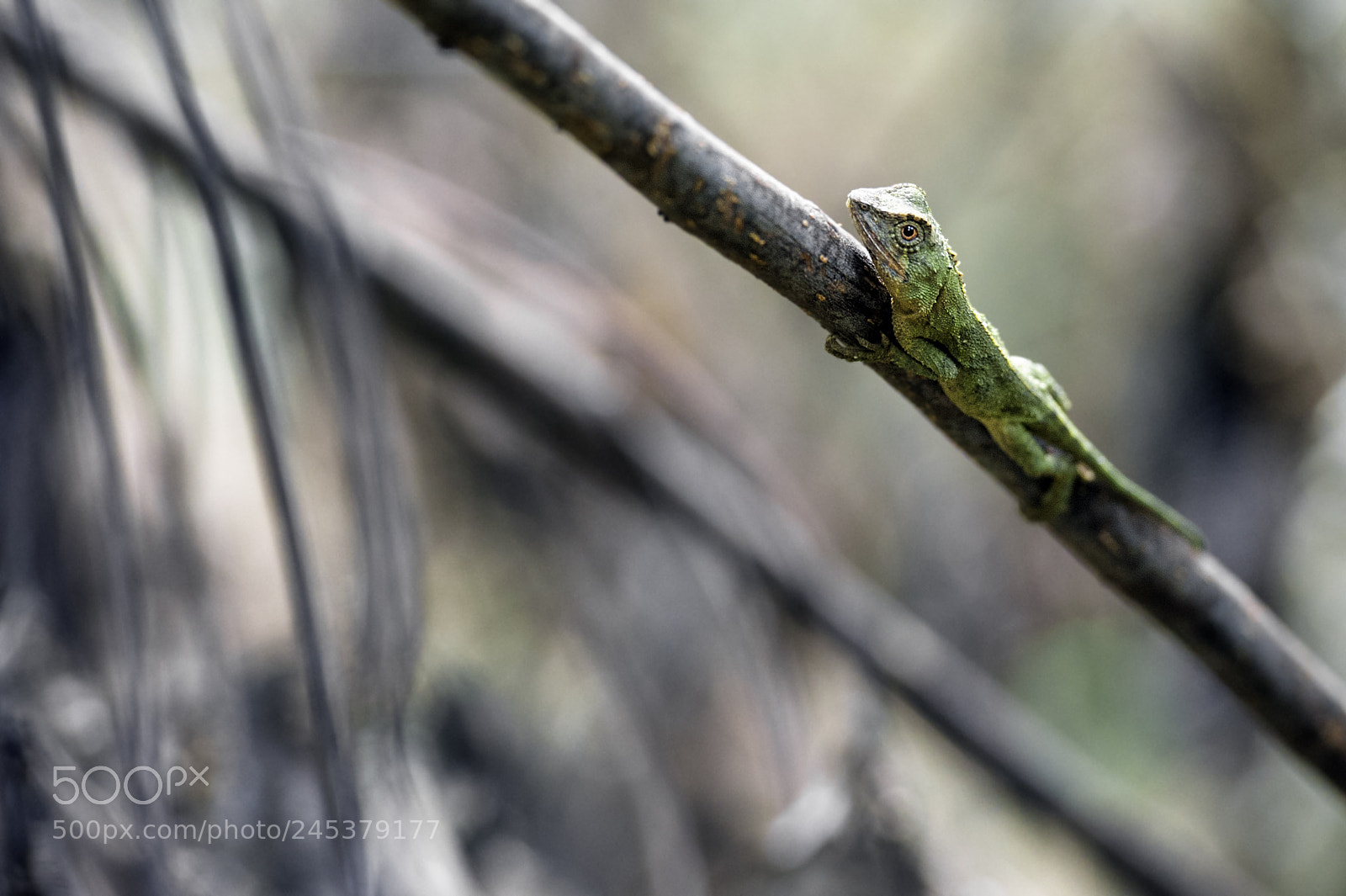 Nikon D700 sample photo. 短肢攀蜥, short-legged japalura photography