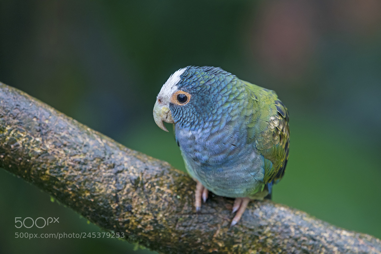 Nikon D500 sample photo. White crowned parrot photography