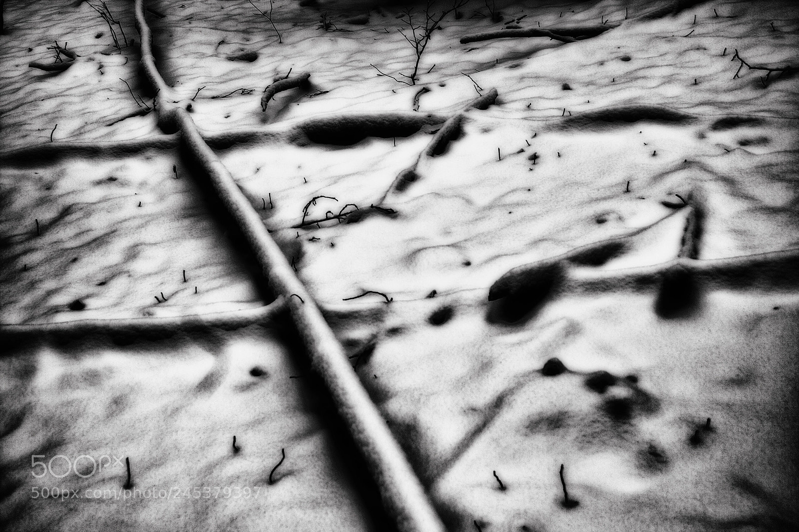 Canon EOS 40D sample photo. Veins photography