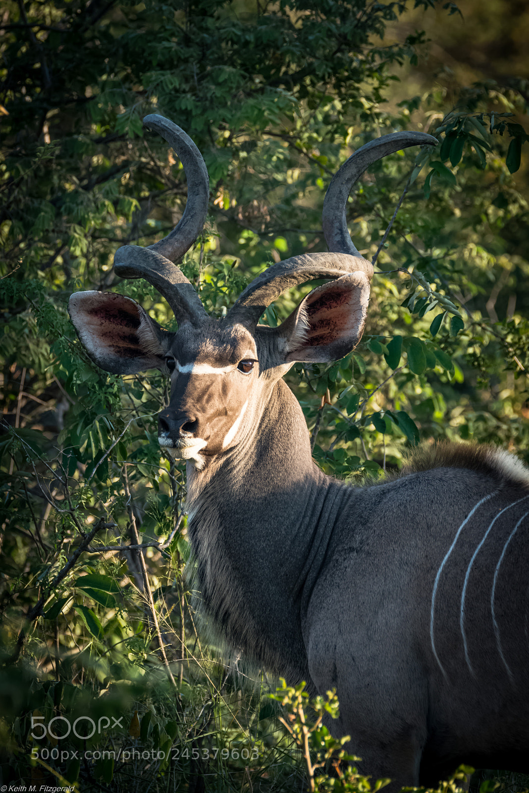 Nikon D800 sample photo. On safari - naledi photography