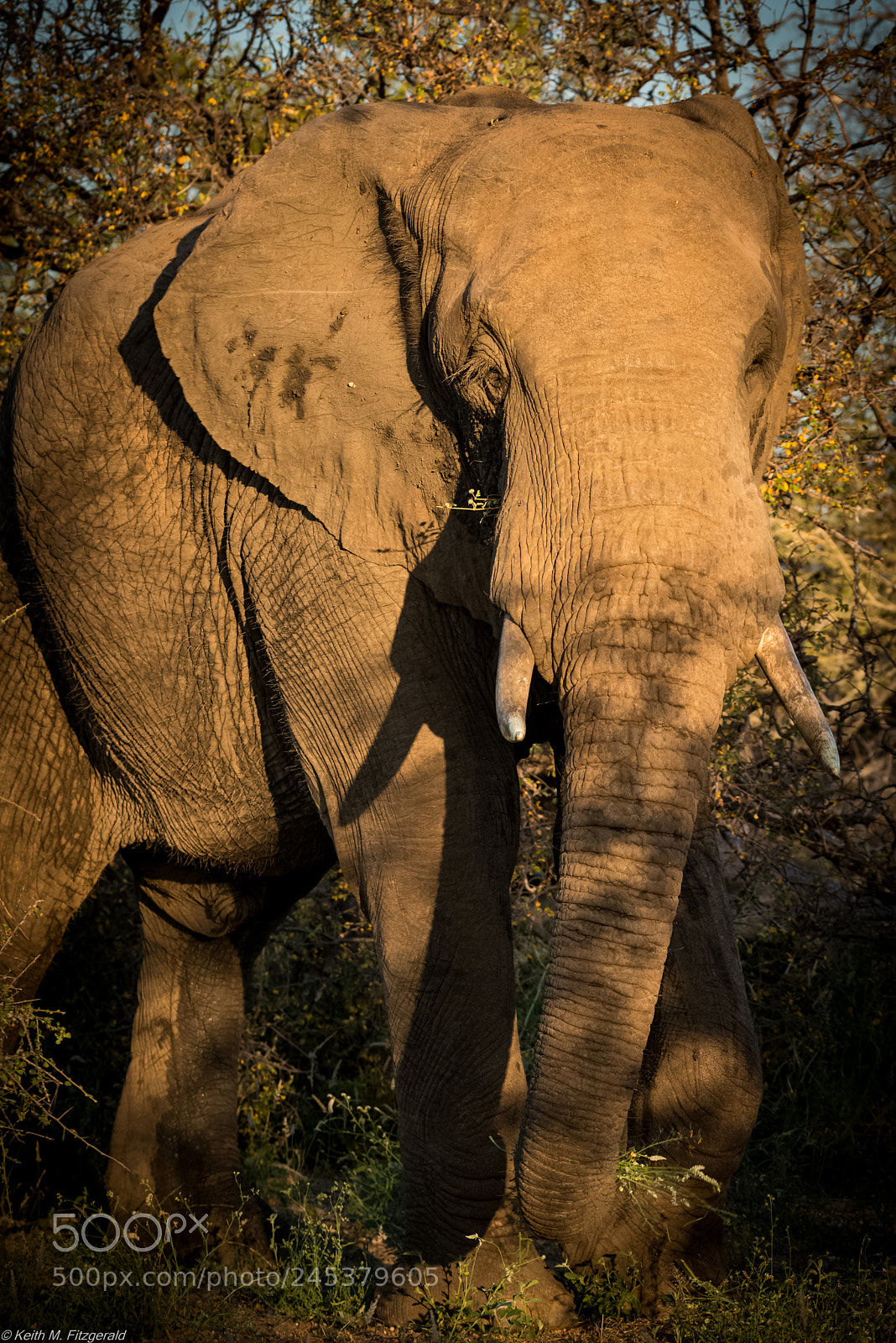 Nikon D800 sample photo. On safari - naledi photography