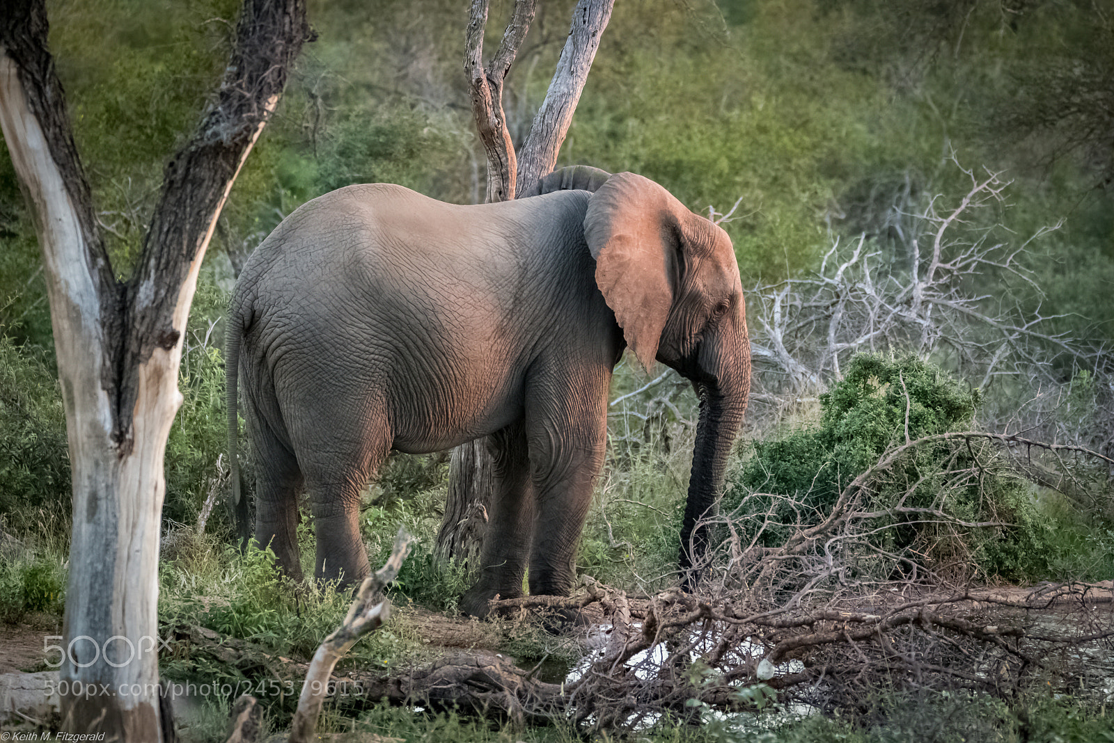 Nikon D800 sample photo. On safari - naledi photography