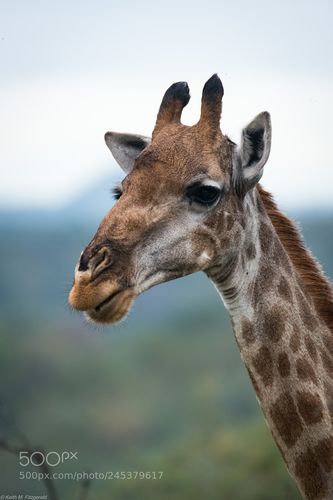 Nikon D800 sample photo. On safari - naledi photography