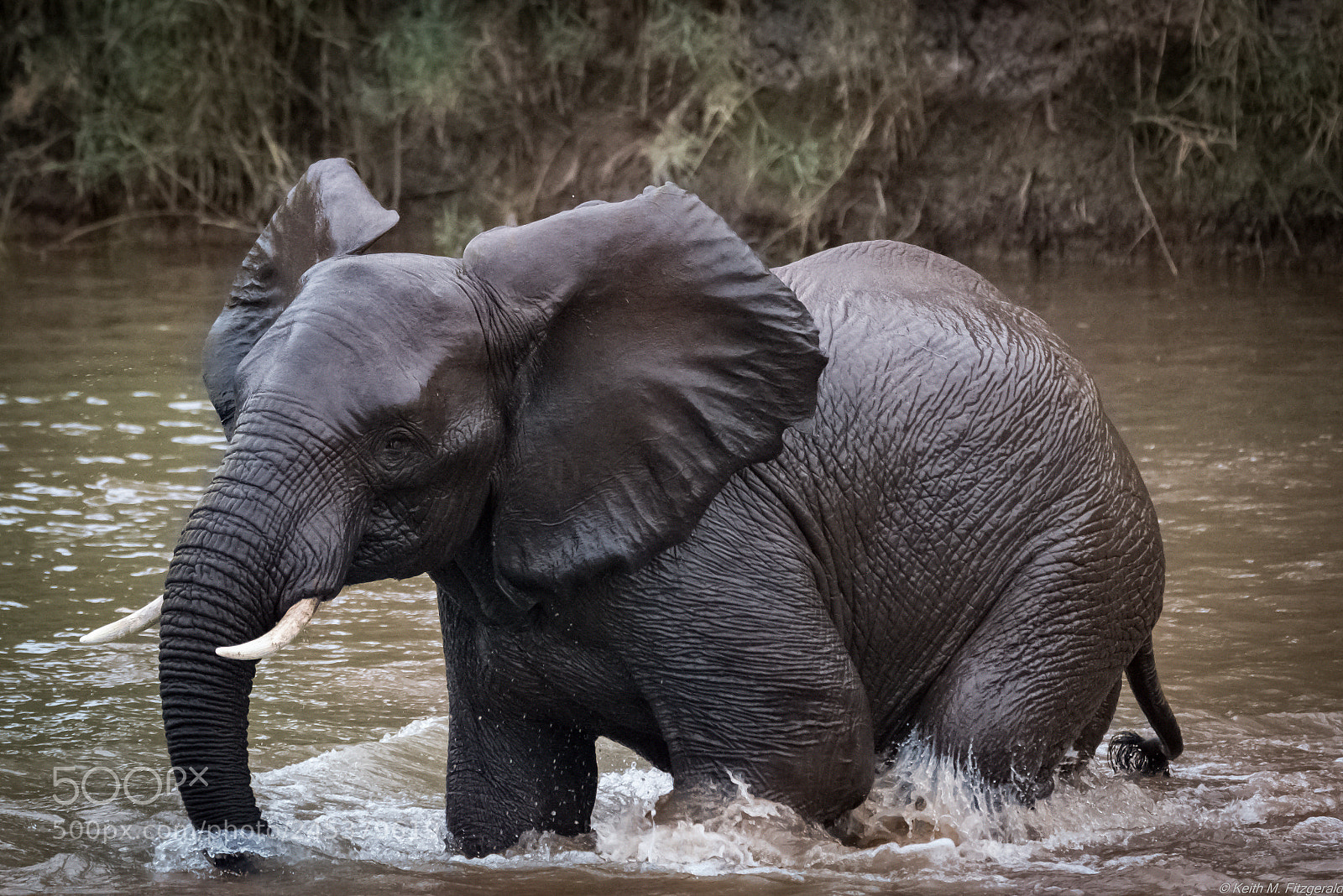 Nikon D800 sample photo. On safari - naledi photography