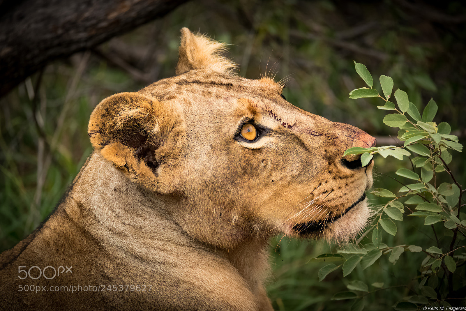 Nikon D800 sample photo. On safari - naledi photography