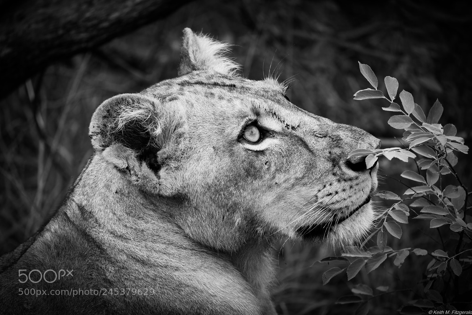 Nikon D800 sample photo. On safari - naledi photography