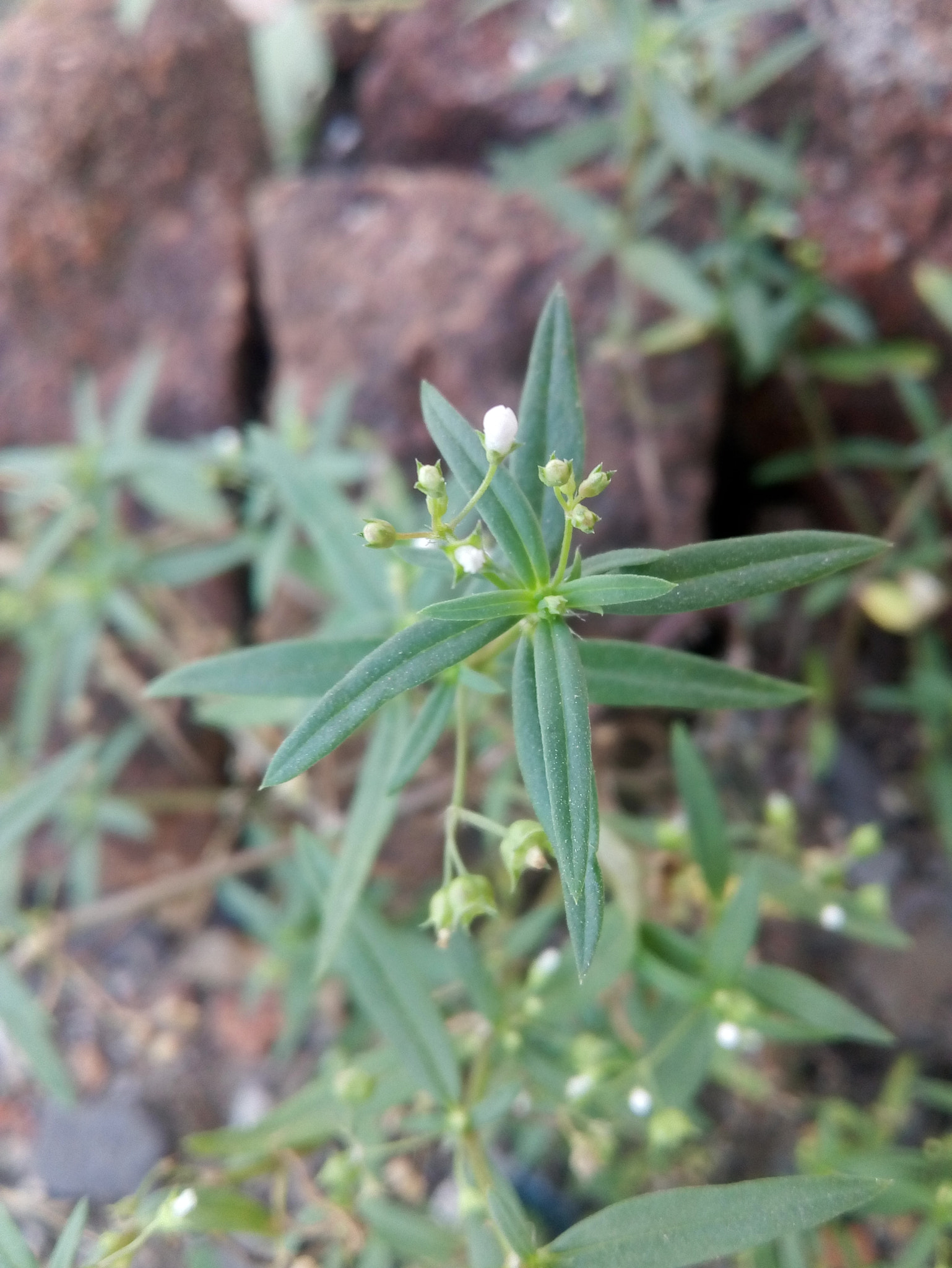 Motorola Moto E3 Power sample photo. ������������������������������� photography
