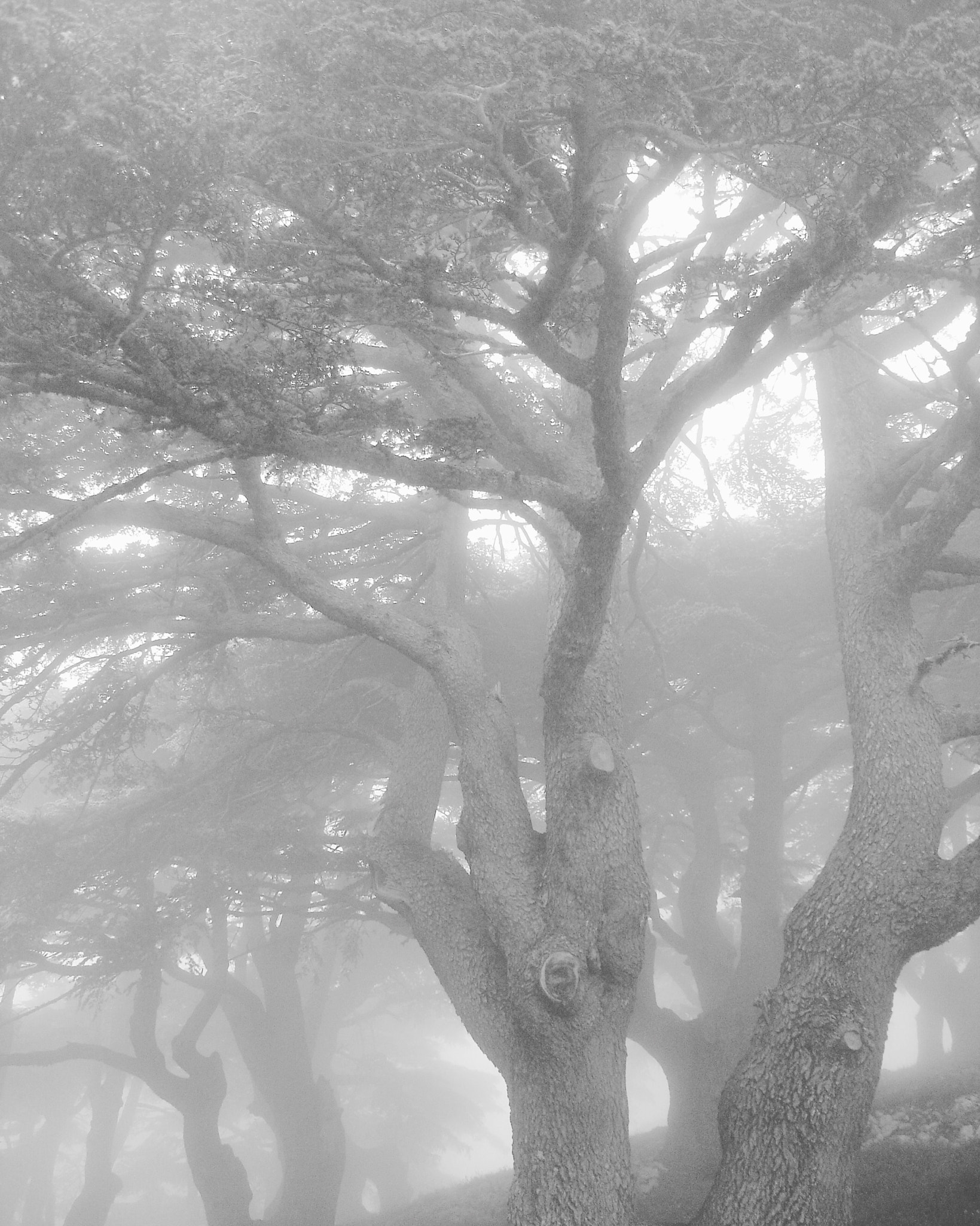 Sony DSC-P150 sample photo. Cedars in the chouf, lebanon photography