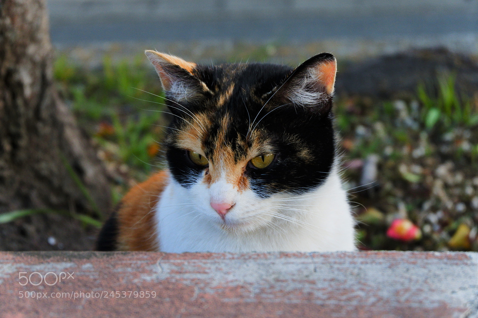 Fujifilm X-A3 sample photo. Cat glare photography