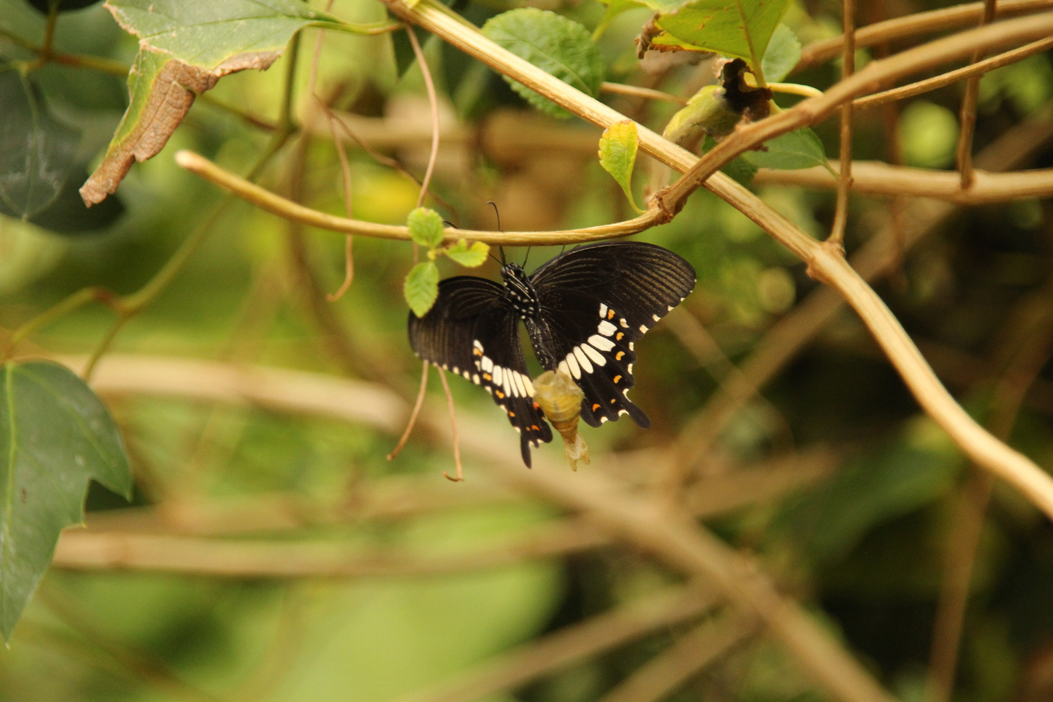 Canon EOS 700D (EOS Rebel T5i / EOS Kiss X7i) + Sigma 18-200mm f/3.5-6.3 DC OS sample photo. Hanging buttelfly. photography