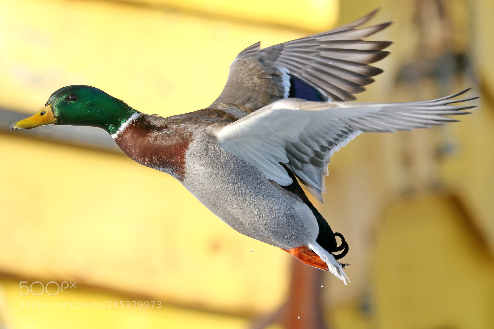 Canon EOS 7D Mark II sample photo. Male mallard duck photography