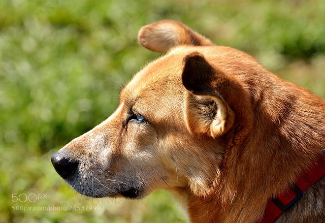 Nikon D3200 sample photo. Dog photography