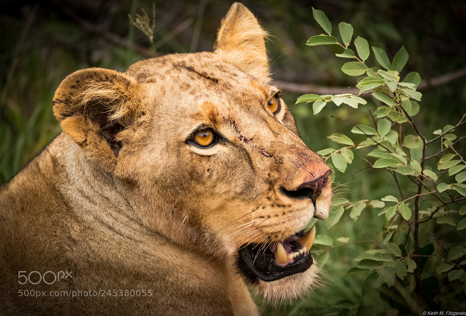 Nikon D800 sample photo. Lioness at a kill photography
