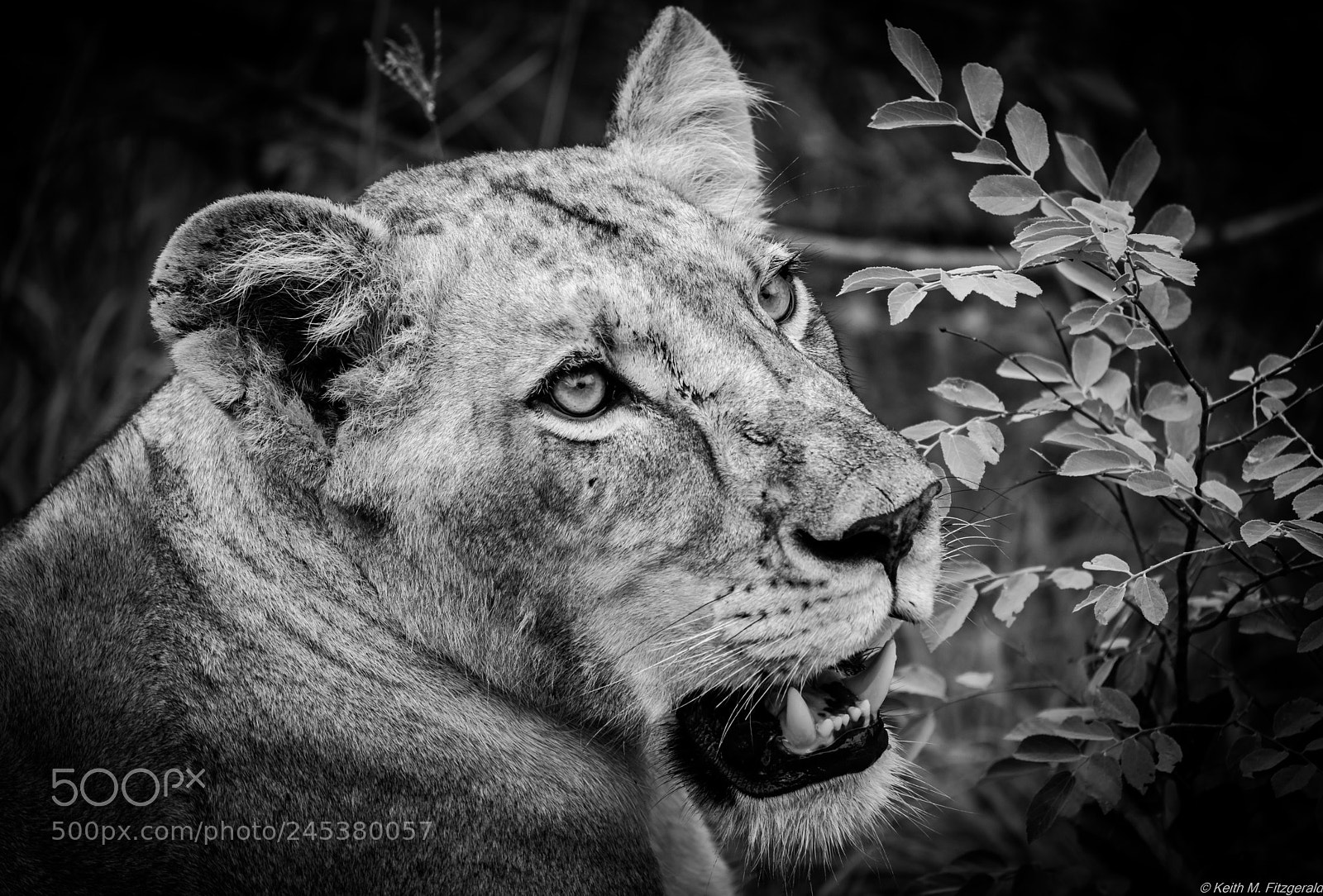 Nikon D800 sample photo. Lioness at a kill photography