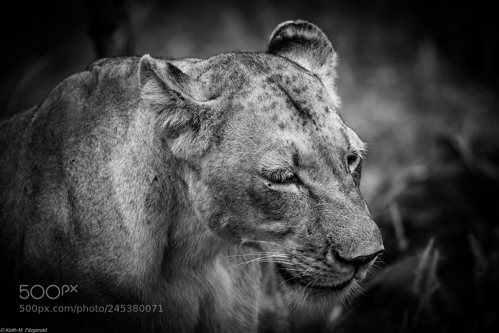 Nikon D800 sample photo. Lioness at a kill photography