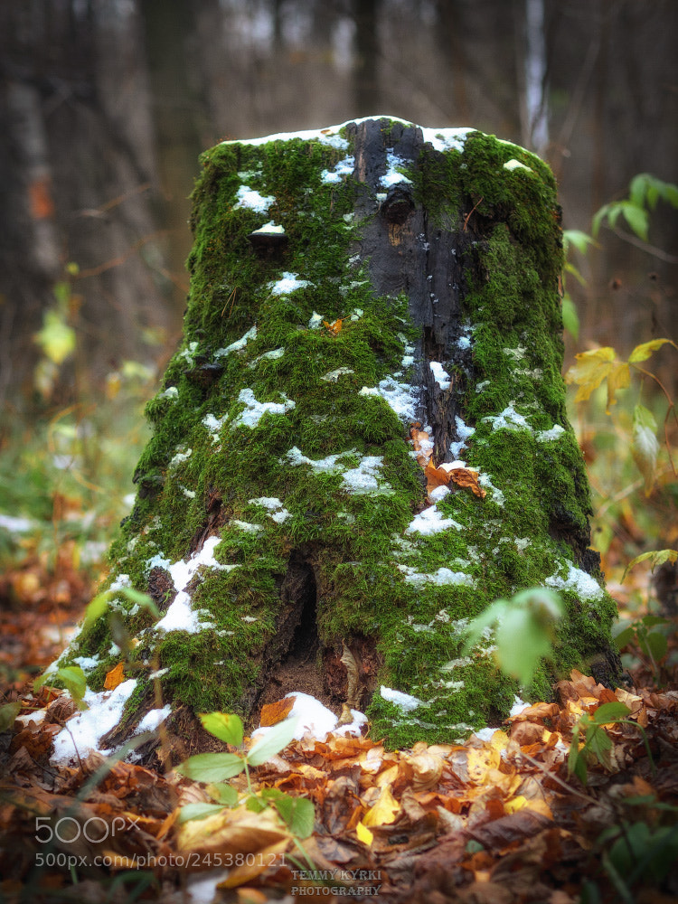 Olympus OM-D E-M1 sample photo. Stump photography
