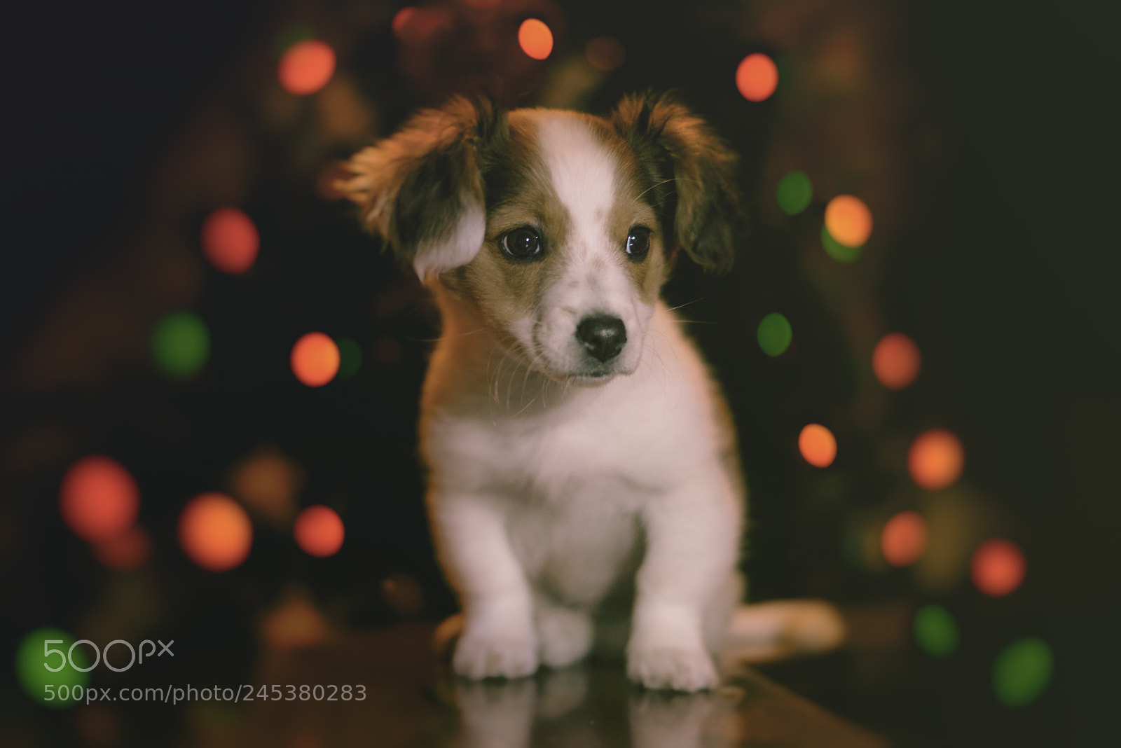 Nikon D810 sample photo. Masha photography